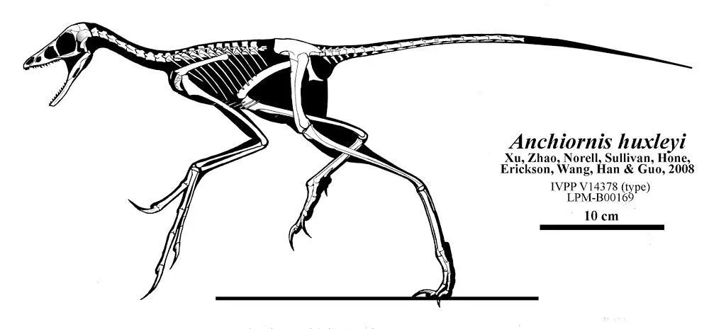 Morsomme Anchiornis-fakta for barn
