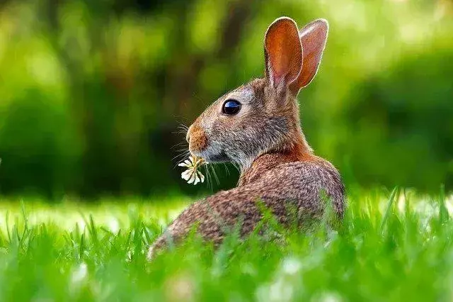 Er kaniner planteetere? Komplett liste over matvarer de spiser