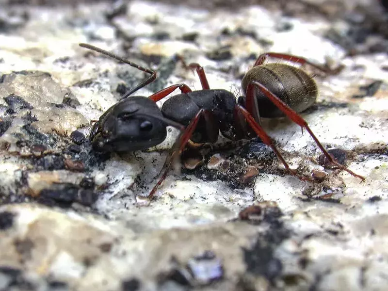 Мравка дърводелец: 13 факта, на които няма да повярвате! Безплатни страници за оцветяване на дърводелски мравки.