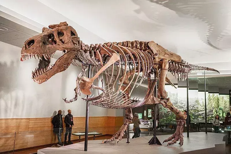 Questo dinosauro condivide la sua classificazione con vari altri dello stesso genere, la maggior parte dei quali sono conservati in un museo o in una mostra.