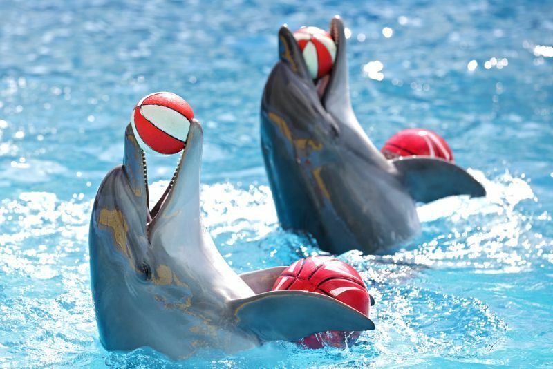 Dolphin Fin Deep Diving Into A Dolphin S Fin Tastic Anatómia