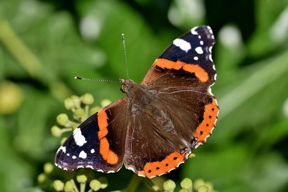 Morsomme Red Admiral Butterfly Fakta for barn