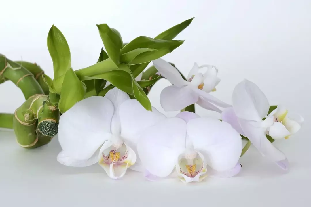 ¡Datos impresionantes de la orquídea del Espíritu Santo que debes saber!