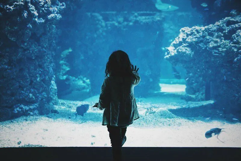 Maza meitene, kas pieskaras tvertnes stiklam akvārijā.
