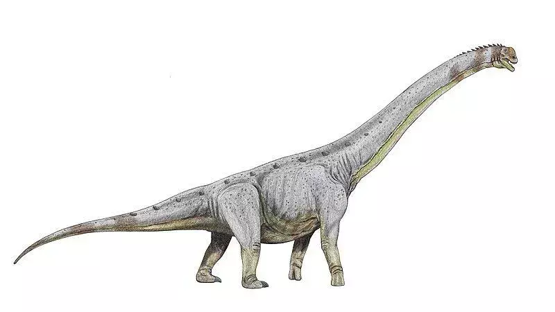 Ti dinozavri so imeli tipičen dolg vrat kot drugi sauropodi.