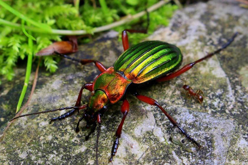 Datos sobre los escarabajos terrestres que nunca olvidará