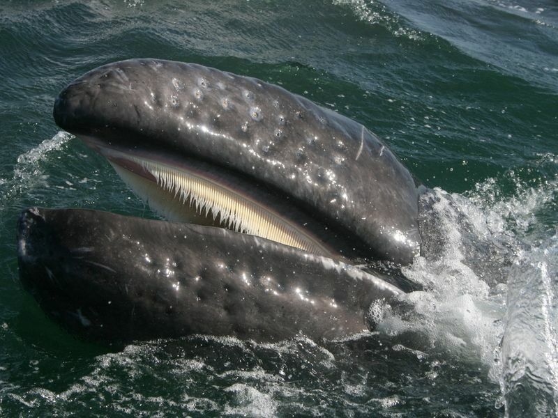 Huvitavad faktid, kas vaaladel on hambad Vastus võib teid üllatada