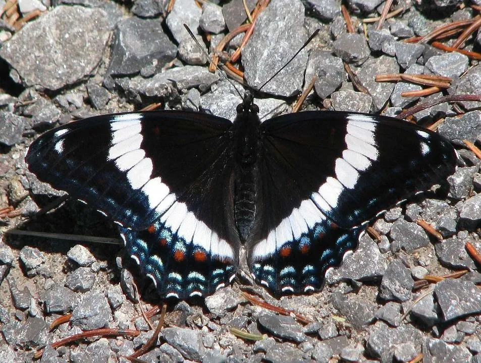 As borboletas do almirante branco são bastante comuns na América do Norte.
