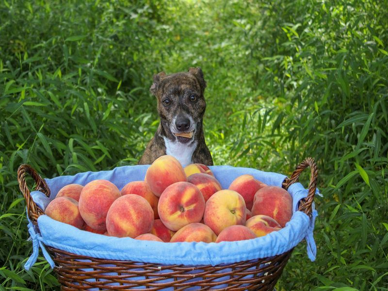 สุนัขกินลูกพีชได้หรือไม่ นี่คือสิ่งที่คุณต้องรู้เกี่ยวกับผลไม้ชนิดนี้