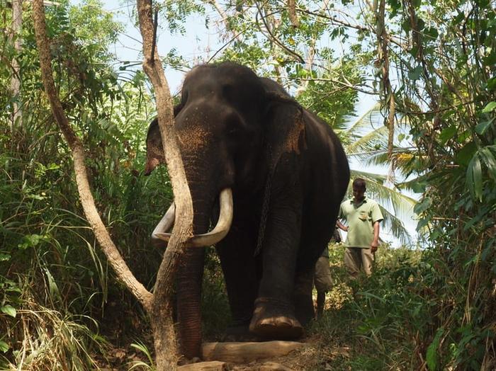 Linksmi Šri Lankos dramblių faktai vaikams
