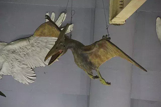 Kepodactylus-feiten: ken je deze vliegende dinosaurus?