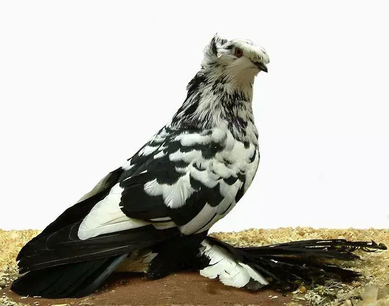 Pigeon trompette anglais: 15 faits que vous ne croirez pas !
