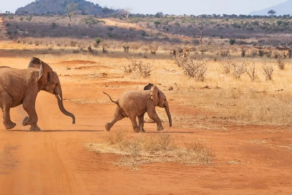 Voksne og afrikanske elefanter som løper på savannen på safari.