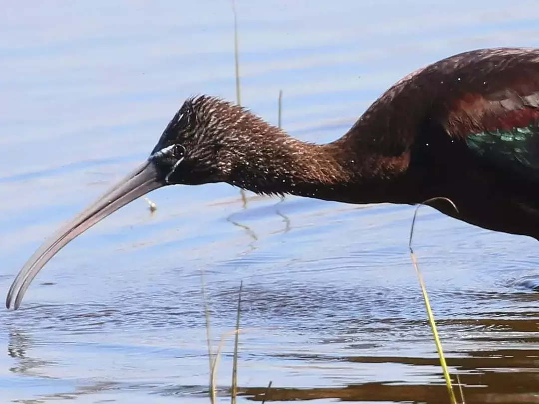 Neverjetna dejstva o sijajnem ibisu za otroke