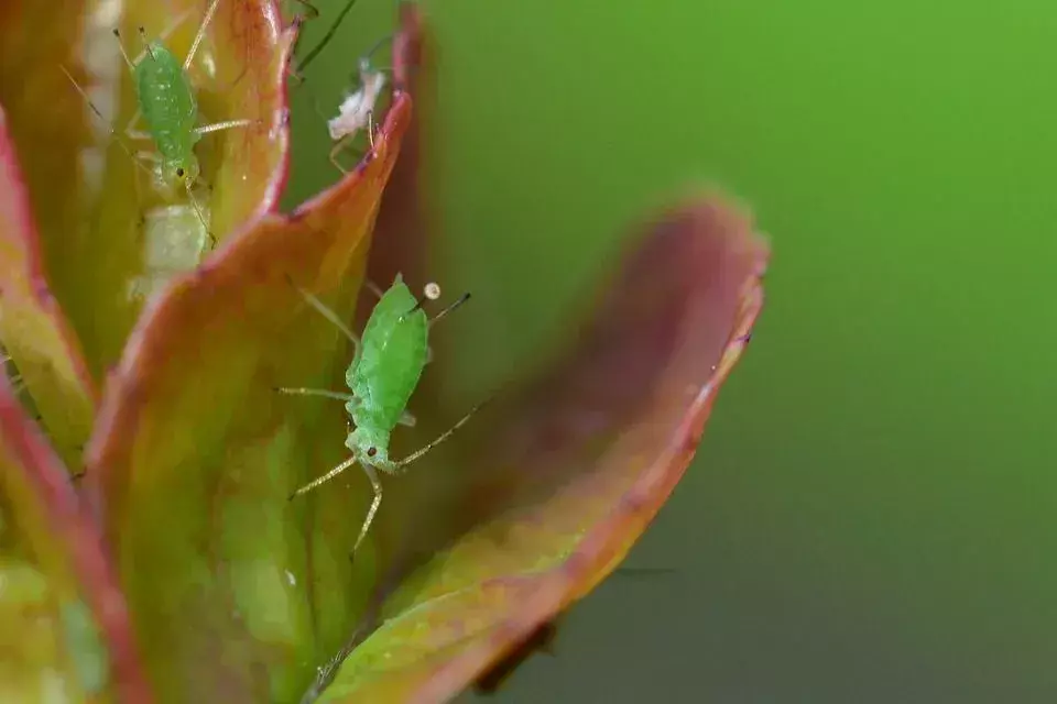 Hvor kommer bladlus fra? Hvordan bli kvitt denne insektarten