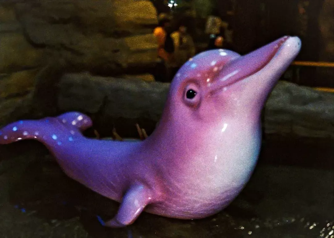 Baby Pink Dolphin: იცოდე საინტერესო ფაქტები მდინარის დელფინზე