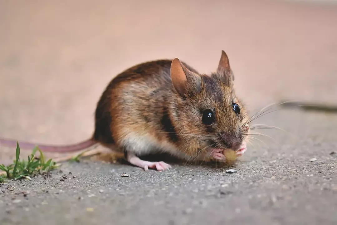 Field Mouse vs House Mouse Faceoff: Fakta om gnagerforskjeller for barn!