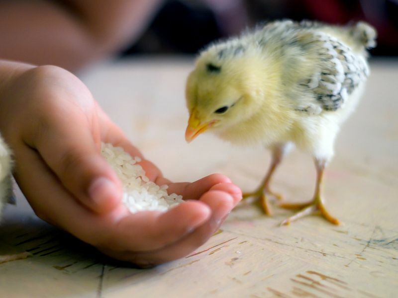 Que mangent les bébés oiseaux? Que leur donner à manger pour une meilleure nutrition