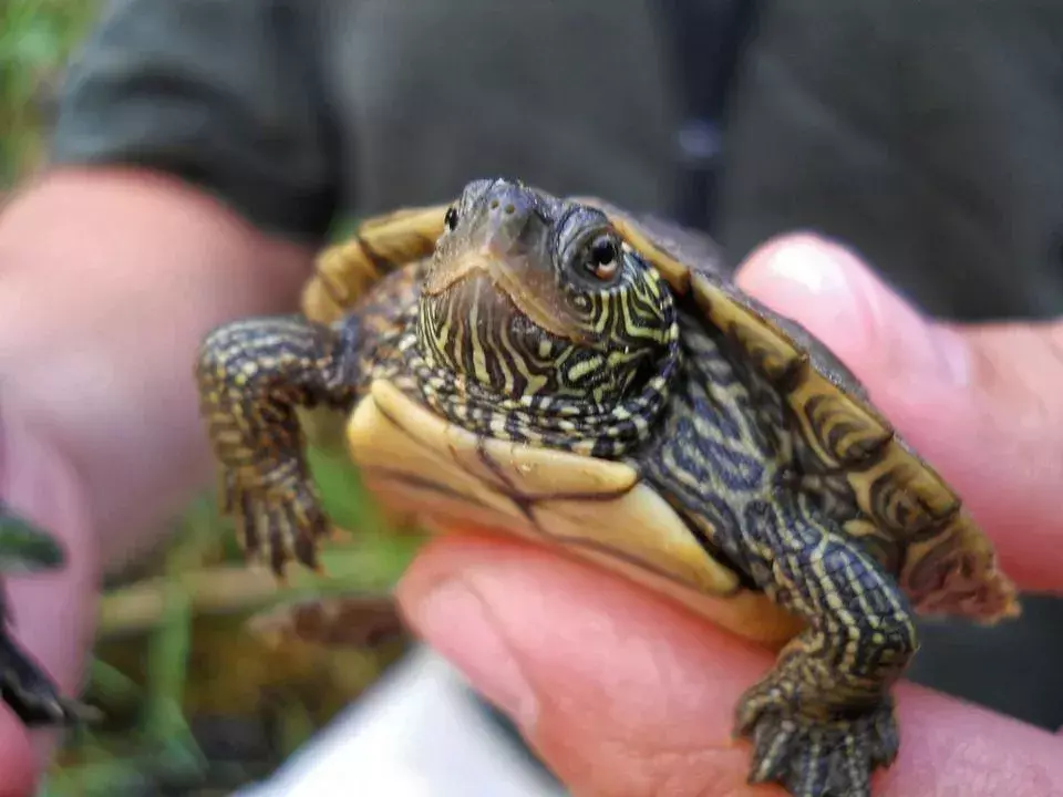 Turtl-ey fantastiske fakta om kortskildpadden til børn