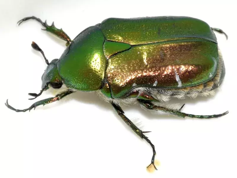 Rose Chafer: 13 hechos que no podrás creer