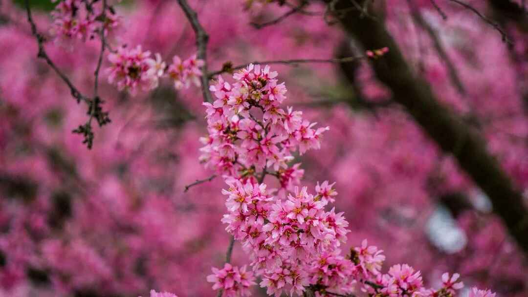 Alt om Cherry Blossom Flower Vårblomsten