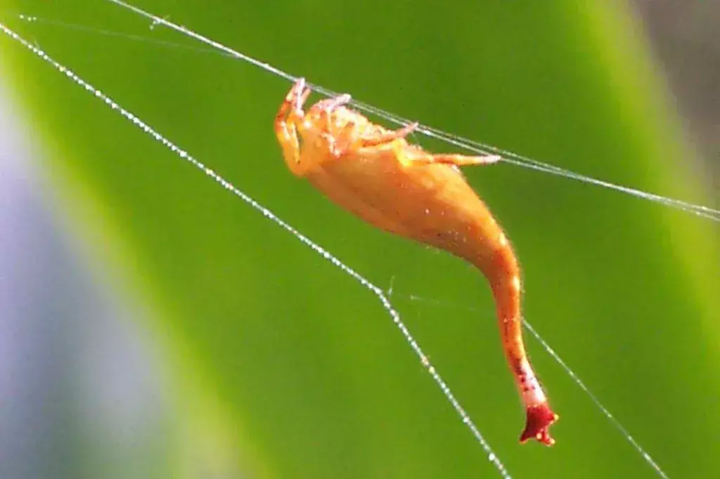 Arachnura higginsi uodega panaši į skorpionų.