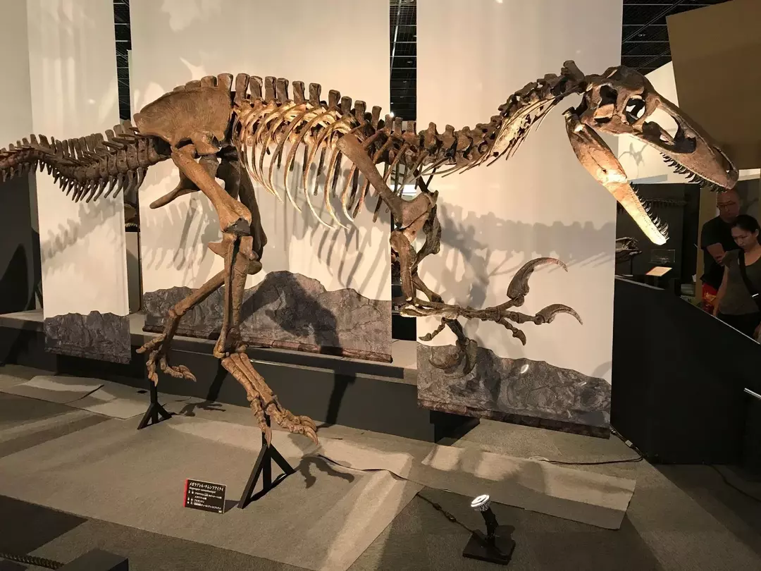 17 fakti par Dino-ērcīšu megaraptoru, kas patiks bērniem