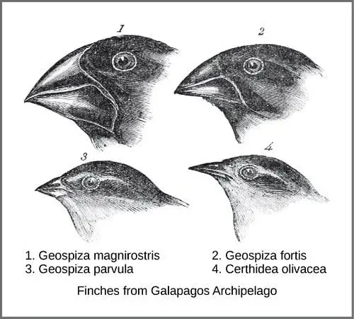 Diagram över Darwins finkar som han studerade.