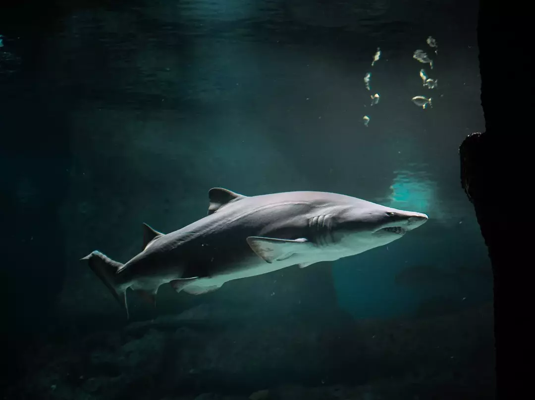 Haier har en spøkelseslignende stillhet og puster under vann.