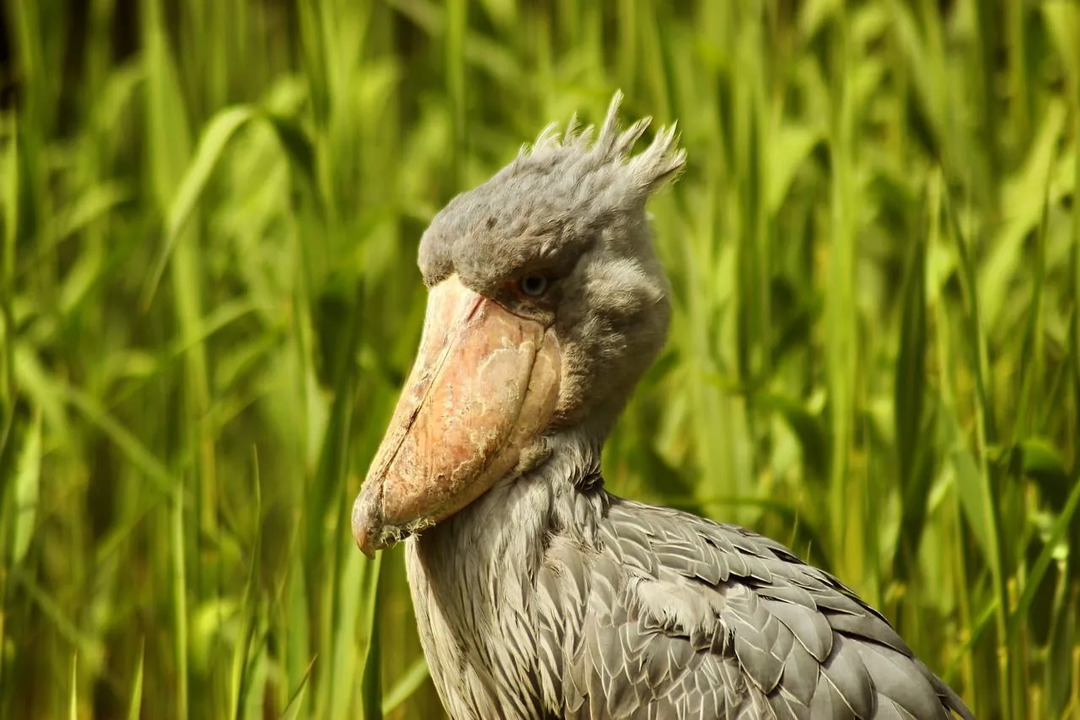 Shoebill Stork Size Amaze Wing Fakta, som alle bør kende
