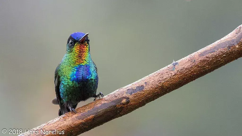 Kolibri vatrenog grla: 21 činjenica u koju nećete vjerovati!