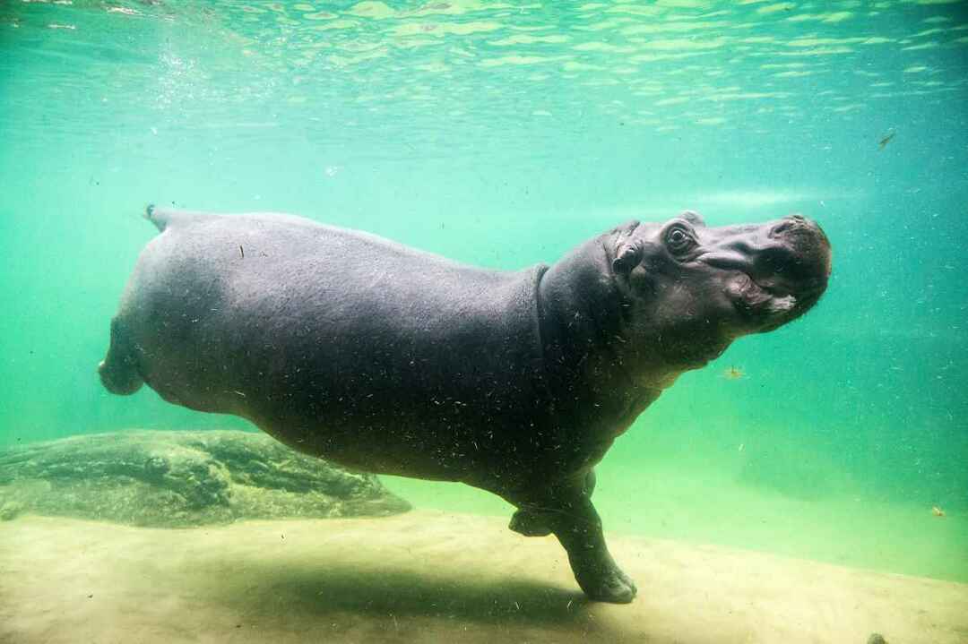 Can Hippos Swim Swim Pressive Hippo Faits que vous ne saviez pas