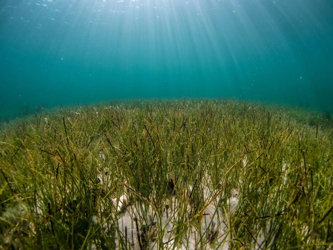 NOAA ha dichiarato questa pianta acquatica come habitat essenziale per i pesci nel 1996!