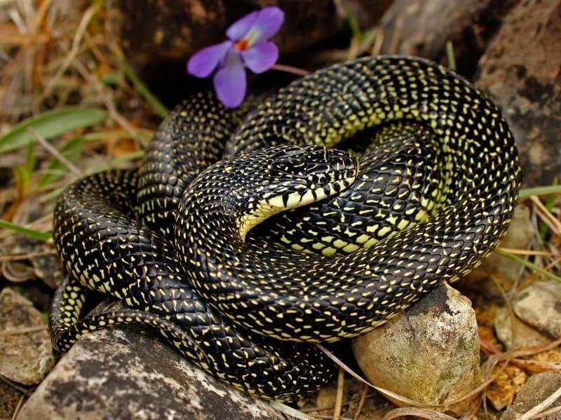 Забавне чињенице о пегавим краљевским змијама за децу