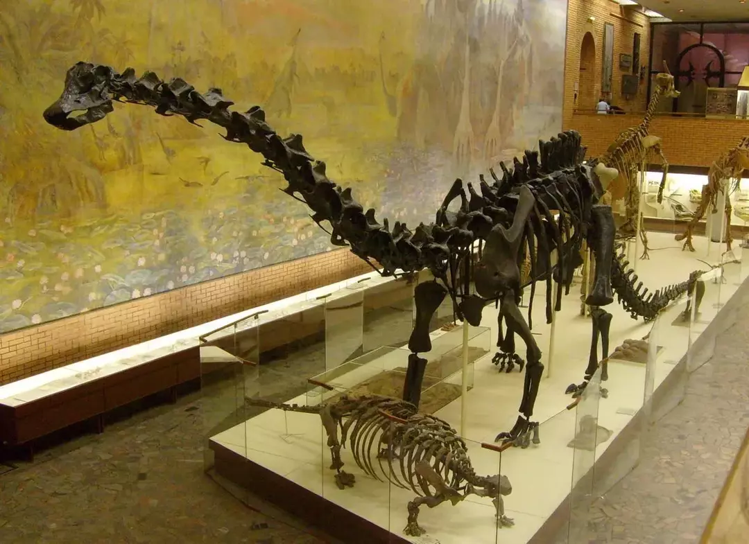Diplodocus aynı zamanda en uzun dinozor olarak da bilinir.