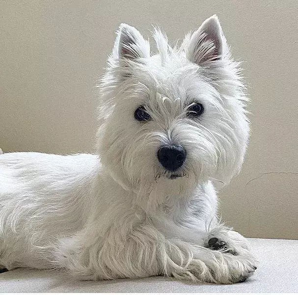 West Highland Terrier: 15 Fakta yang Tidak Akan Anda Percaya!