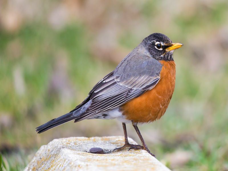 Фасцинантне чињенице о младим птицама колико дуго младунци остају у гнезду