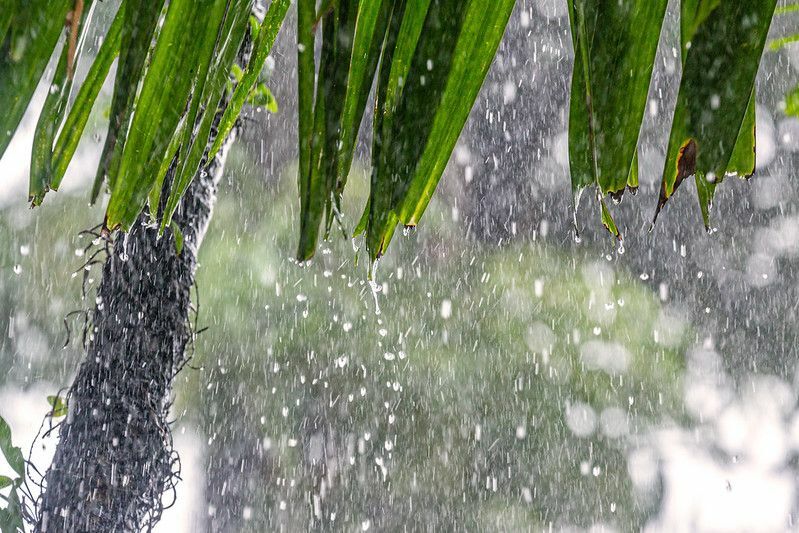 Dejstva o monsunu Izvedite vse o deževnem obdobju