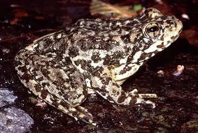 21 dejstev o gorski rumenonogi žabi, ki jih ne boste nikoli pozabili