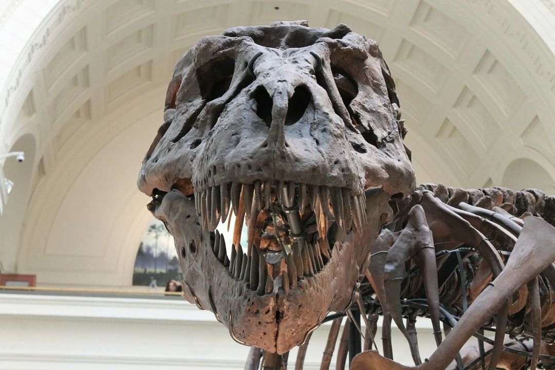Datos impactantes sobre los dinosaurios más fuertes para el paleontólogo en ciernes que llevas dentro