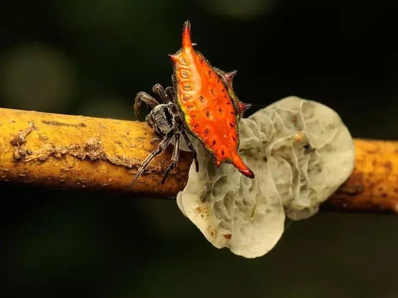 Ar tu žinai? 19 neįtikėtinų brangakmenių vorų faktų