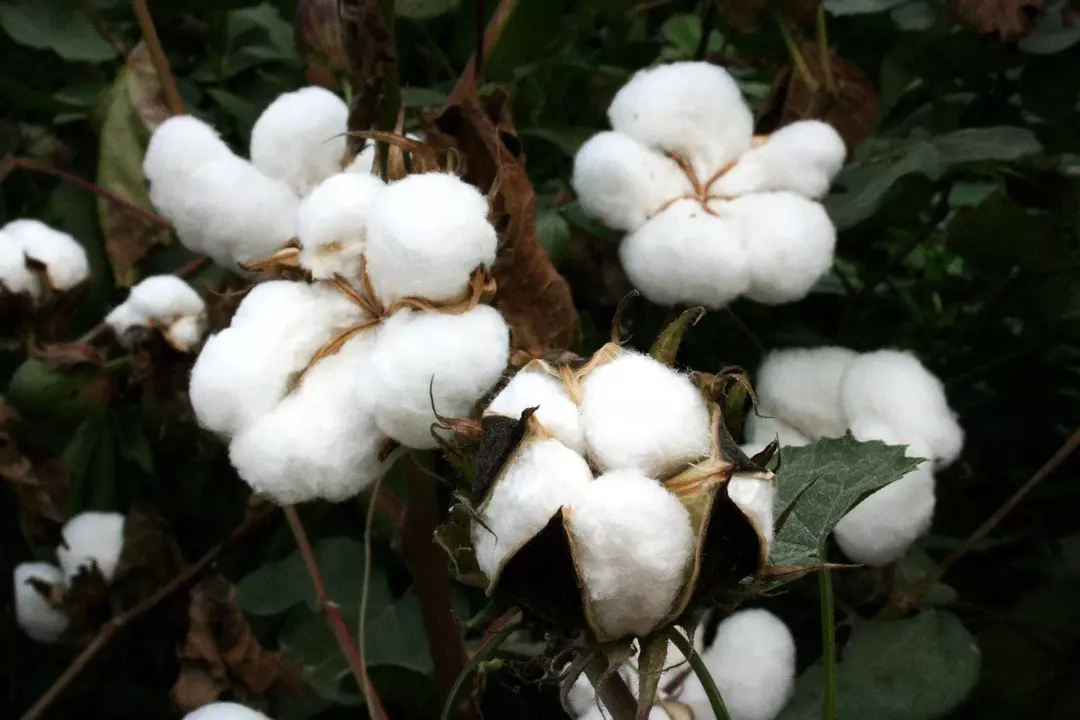 Věděli jste fakta o bavlně, že Čína je v současnosti na prvním místě seznamu produkce bavlny?