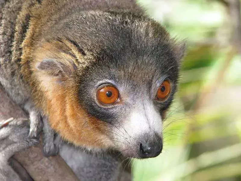 당신이 절대 잊지 못할 몽구스 여우원숭이에 대한 15가지 사실!
