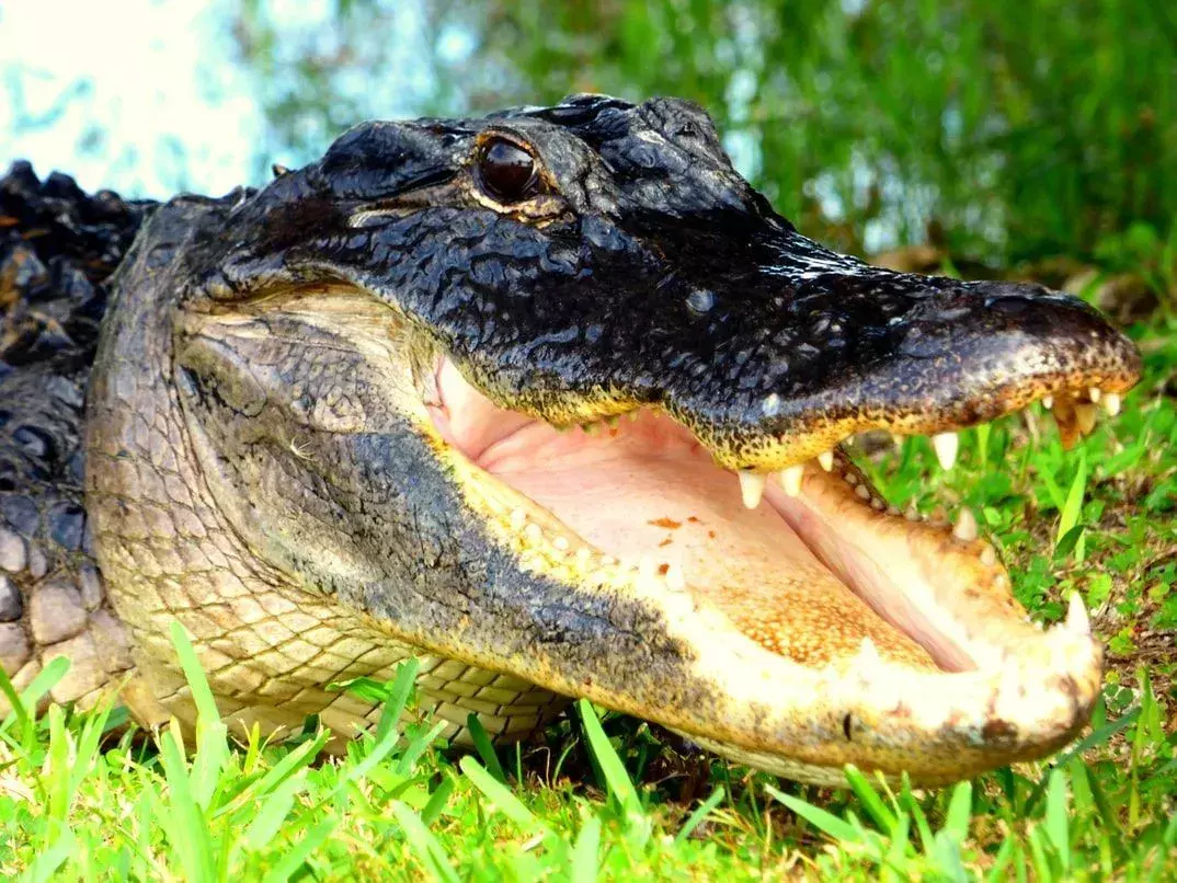 Alligatorbitt: Interessante Alligator-fakta for nysgjerrige barn
