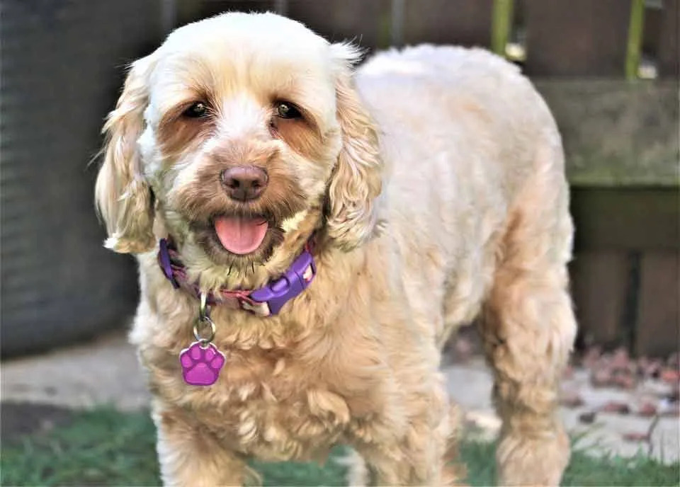 El cockapoo es una raza de perro amigable y un cachorro de cockapoo es uno de los perros más lindos de todos los tiempos.
