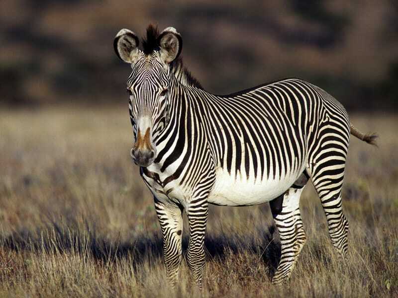 Linksmi faktai apie Grevy zebrą vaikams