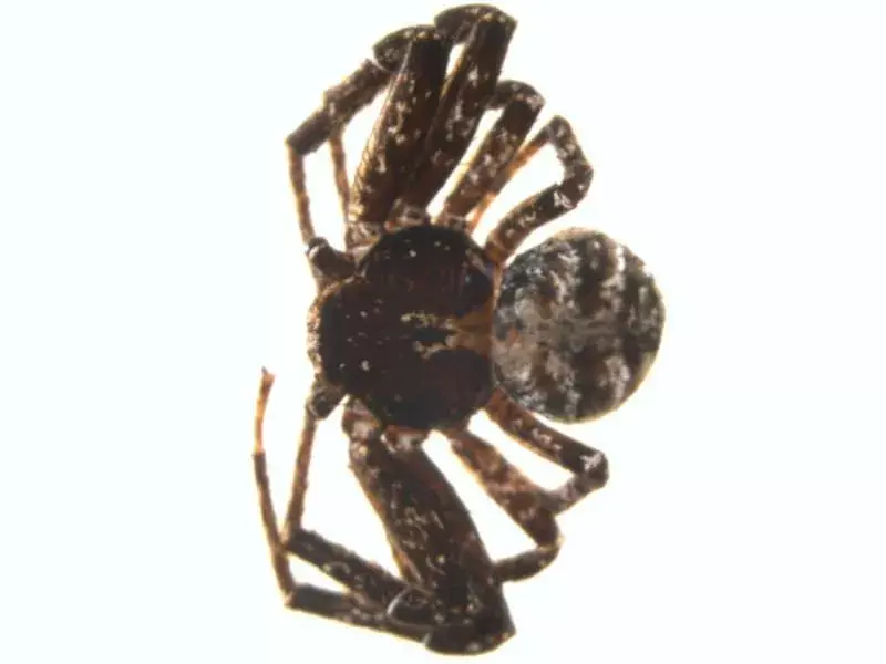 17 fakti par mizas krabju zirnekli, ko jūs nekad neaizmirsīsit