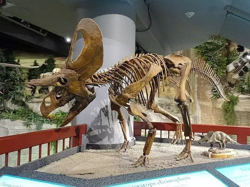 쥬라기 공원 소설에서 Microceratus 공룡이 가까운 포식자의 탐지기였다고 언급되어 있습니다.