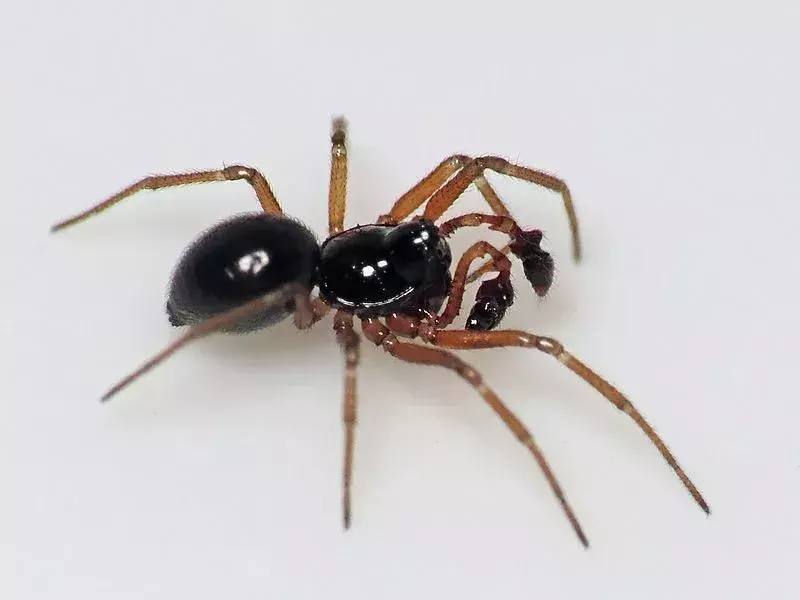 Pinigų voras yra juodos ir rudos spalvos.