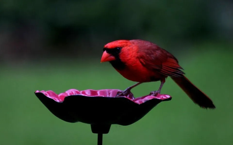 Cardinal State Bird Interessante fakta du kanskje ikke vet